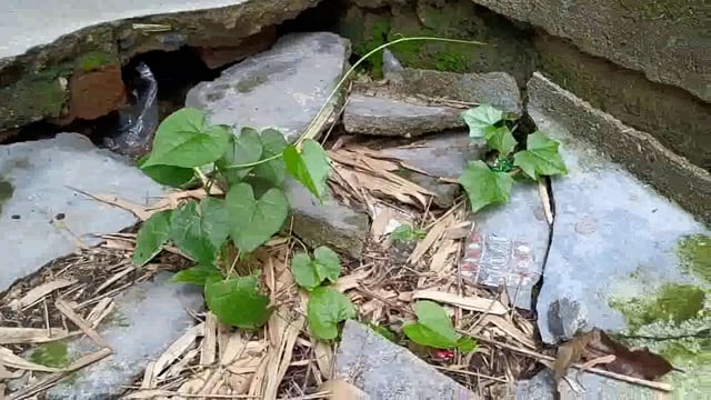 भर्रा में आंगनबाड़ी केंद्र-077 का भवन हुआ जर्जर, पठन-पाठन में बच्चों को हो रही है परेशानी