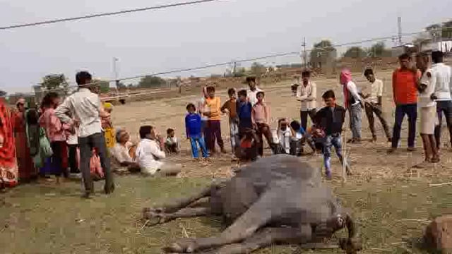  ग्राम पंचायत  पवा में हाईटेंशन तार की चपेट में आने से एक जानवर की मौत, बिजली विभाग के खिलाफ ग्रामीणों में आक्रोश