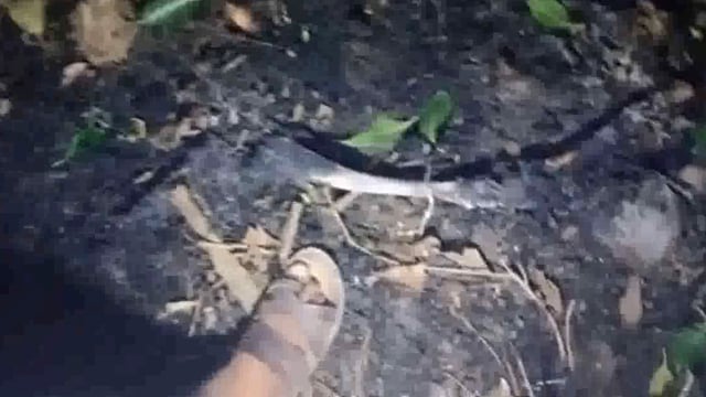 चरखारी के ग्राम सूपा में पशुबाड़े में लगी आग भैस व सामान जलकर हुआ राख