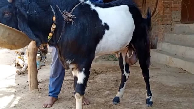 चरखारी के ग्राम इमिलिया डाँग में देखने को मिला अद्भुत बकरा शरीर के विभिन्न अंगों में है चांद के निशान