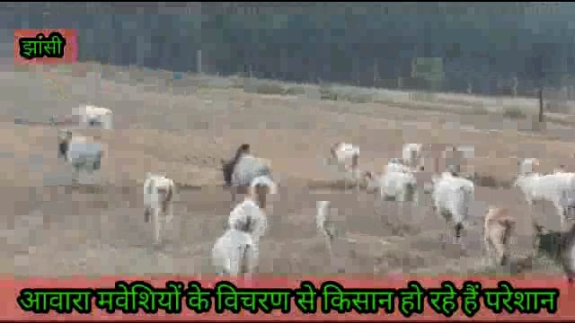 आवारा मवेशियों की वजह से किसान हो रहे हैं परेशान, किसानों ने गौशाला सुचारू करने की मांग