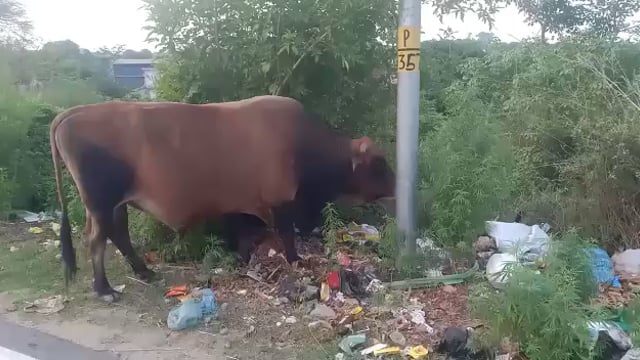 इंदौरा क्षेत्र में बेसहारा गोवंश घूम रहा सड़को ओर