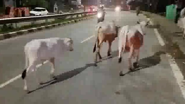 सिद्धार्थनगर जिले के आवारा पशुओं से परेशान लोग 