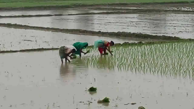 बारिश की फुहार के साथ हसनगंज प्रखंड क्षेत्र में धान रोपनी हुई शुरू
