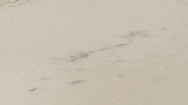 शोहरतगढ़ तहसील के खैरी शीतल गांव के बूढ़ी राप्ती नदी में दिखा मगरमच्छ ,ग्रामीणों में दहशतका माहौल