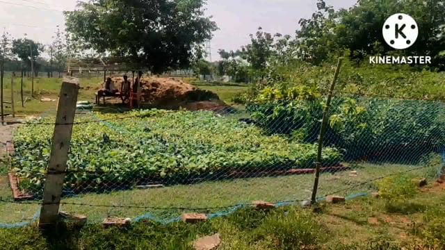 जीविका दीदियों के द्वारा दीदी का पौधशाला नर्सरी का प्रारंभ, स्वरोजगार के लिए जीविका दीदी स्वयं तैयार