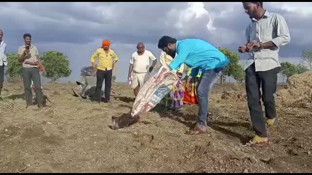 शेल्हाळ रोड येथे सर्प मित्र शाम पिंपरे यांनी पकडला कोब्रा जातीचा विषारी नाग