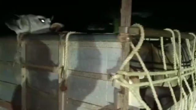 कदवा रानिगंज सड़क हादसे में बालक हुआ घायल वाहन गौ तस्करी कर ले जा रही थी।