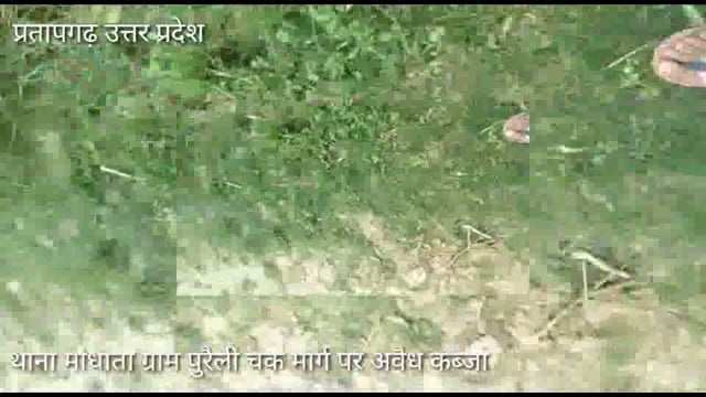 मांधाता थाना क्षेत्र ग्राम पुरैली दबंगों ने किया चकमार्ग पर अवैध कब्जा, आदेशित होने के बावजूद नही हटा अवैध कब्जा