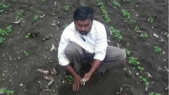 हाळी परिसरात सोयाबीनच्या पिकावर हुमणी अळीचा प्रादुर्भाव,शेतकऱ्यांसमोर नवे संकट