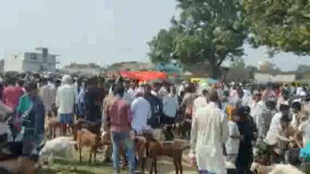 डुमरियागंज क्षेत्र के हल्लौर की मंडी में खूब बिके बकरे 85000 का बकरा बना आकर्षण का केंद्र ।