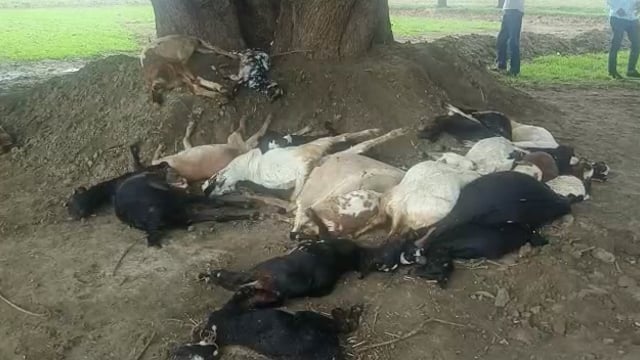 2 दर्जन से अधिक बकरियों की हुई आकाशीय बिजली गिरने से हुई मौत दो महिला गंभीर रूप से घायल