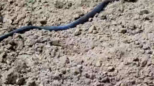 उड़वालिया में कुएं में गिरे नीलगाय को मिश्रौलिया पुलिस ने निकलवाया बाहर कुएं में सांप भी था मौजूद ।