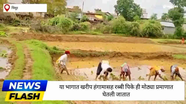  दमदार पावसाने हजेरी लावण्याने भात रोवणीला सुरवात
