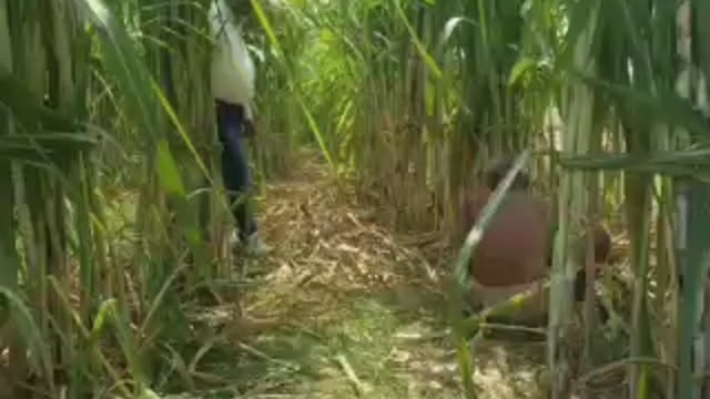 तरबगंज बजाज चीनी मिल कुंदरकी के सीडीपीओ सुनील पाठक किसानों की गन्ने फसल का किया निरीक्षण