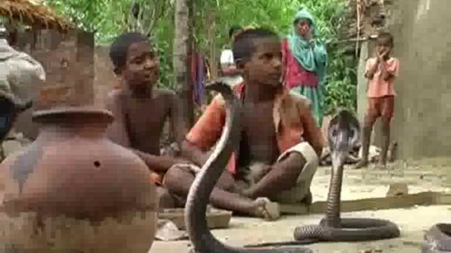 सांपों को बनाया खिलौना
