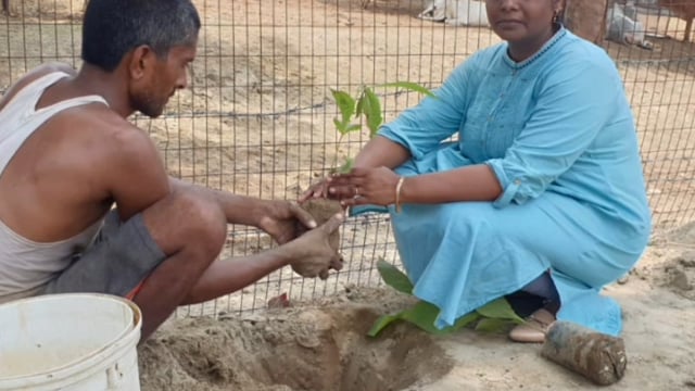 वजीरगंज के अंतर्गत गेडसर गौशाला में पशु चिकित्सा अधिकारी डॉ पूजा आर्य ने किया पौधरोपण लिया संरक्षण का संकल्प 