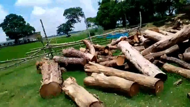 वन माफीय सक्रिय चिल्हिया थानाक्षेत्र के गैस एजेंसी के पास काटे सैकड़ों पेड़ 