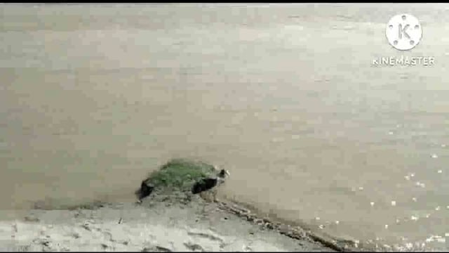 सरयू नदी का जलस्तर स्थिर होने से ग्रामीणों ने ली राहत की सांस 