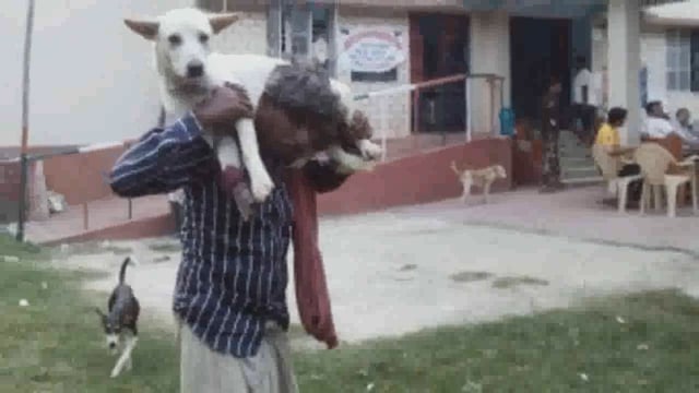 बेजुबान घायल वफादार कुत्ते के लिए मालिक ने कंधे पर उठाकर लाया फलका थाना इंसाफ के लिए लगाया गुहार थाना 