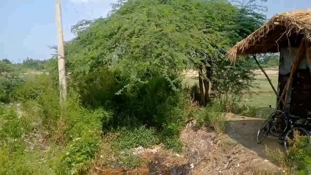 छतोह क्षेत्र से निकली नहरो में उड़ रही धूल ,इससे बाधित हुई धान की रोपाई ,किसानो के चेहरों पर छाई मायूसी।