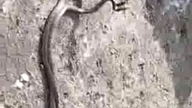 नाग-नागिन के रोमांस का LIVE VIDEO: मड़ावरा में सर्प का जोड़ा लिपटकर घंटों उछलता रहा