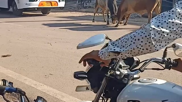 कस्बा मडावरा की गिरार तिराहा पर जानवर आपस में लड़ते रहे लगभग एक घंटे लगा रहा जाम, हो सकती कि कोई बड़ी घटना