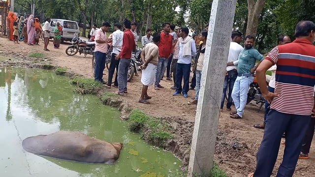 ललितपुर मडावरा थाना क्षेत्र के रनगांव के हंसरी तिराहे के पास करंट की चपेट में आने से भैंस की मौत