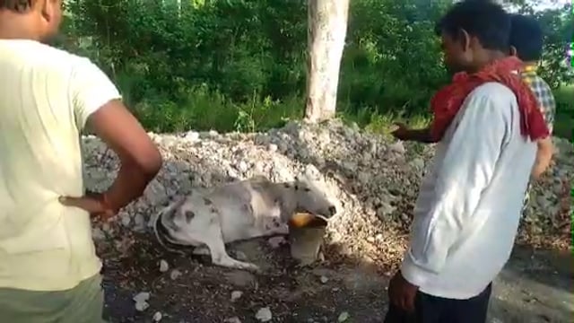 तरबगंज तेज रफ्तार ट्रैक्टर की चपेट में आने से मवेशी घायल ग्रामीणों ने कराया उपचार