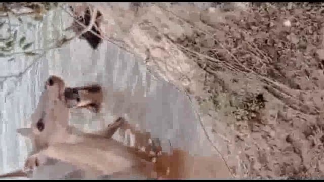 लोगों में मगरमच्छ का खौफ
नानपारा तहसील क्षेत्र अंतर्गत विकासखंड शिवपुर के ग्राम पंचायत बेला मकन आपको बताते चलें लील गाय 