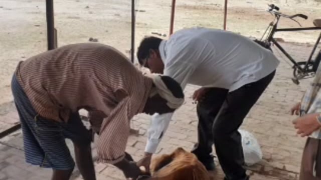 वजीरगंज ग्राम पंचायत गेडसर के गौशाला का पशु चिकित्सा अधिकारी डॉ पूजा आर्य ने किया निरीक्षण देखीं व्यवस्था 