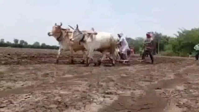 जिल्ह्यात 2 लाख 25 हजार हेक्टर क्षेत्रात सोयाबिनची पेरणी