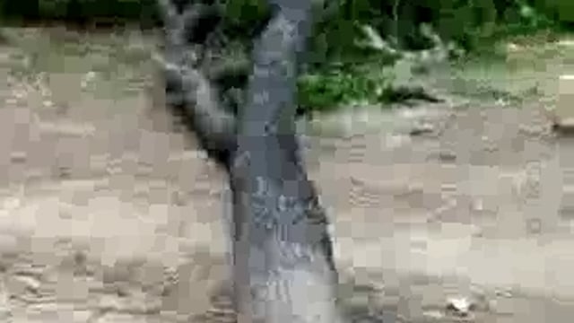 लालगंज थाना क्षेत्र के बसंतपुर कोठिया गांव में हरे पेड़ों की कटान धड़ल्ले से वीडियो सोशल मीडिया पर हुआ वायरल।