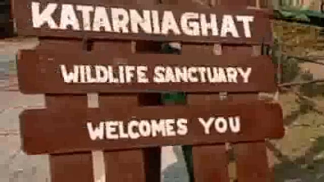 गेरवा नदी के किनारे मवेशी चराने गए अधेड़ पर बाघ ने हमला कर उतारा मौत के घाट मचा कोहराम