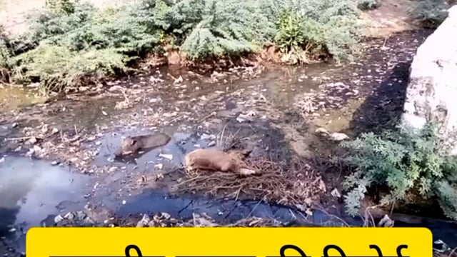 मांगरोल से बंबोरी रोड वार्ड नंबर 10 नाले में गिरा गाय का बछड़ा मौका स्थल पर मौत