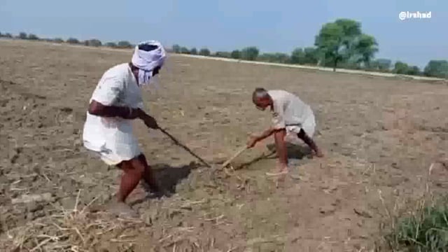 हमीरपुर : समय से बारिश ना होने के कारण किसान परेशान