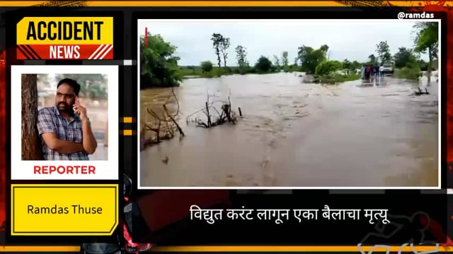 नवतळा येथे विद्युत तारावर झाड पडल्याने विद्युत करंट लागून एका बैलाचा मृत्यू
