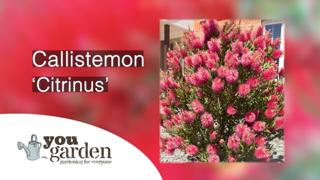 Callistemon citrinus (Bottlebrush Plant) 