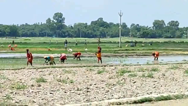 बारिश नही होने से सिमरी बख्तियारपुर में धान के खेती नही हो रहा है। किसान है परेशान, निजी पंपसेट के सहारे कर रहे है रोपाई