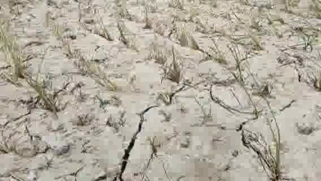 जिले के इटवा तहसील क्षेत्र में बारिश ना होने से किसान परेशान ।