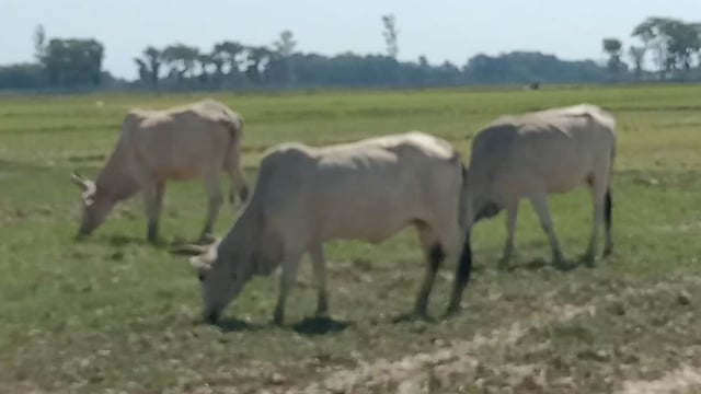 भनवापुर विकास खंड क्षेत्र के विभिन्न गांव में सूख रही धान की फसल को निवाला बना रहे छुट्टा गौवंश ।
