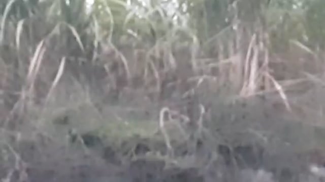 नवाबगंज क्षेत्र अंतर्गत सूख रही सैकड़ों एकड़ गन्ने वाला की फसल किसान परेशान