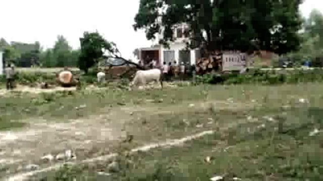 लखीमपुर खीरी (यूपी)मोहम्मदी वन विभाग की मिलीभगत से पेड़ों में लगी फसल वाले प्रतिबंधित आम के पेड़ों का कटान