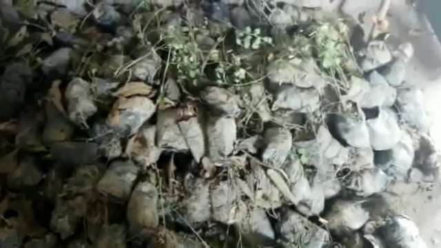 क्षेत्र में वृहद पौधरोपण अभियान की ग्रामीणों ने खोली पोल,रोपने के लिए लाए गए सैकड़ों पौधे सूखे जिम्मेदार बेखबर