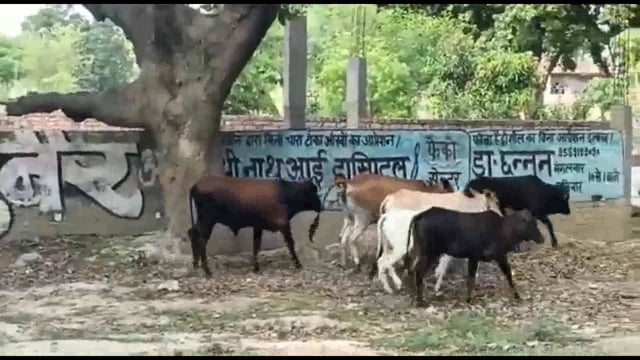 आवारा पशुओं से परेशान है किसान