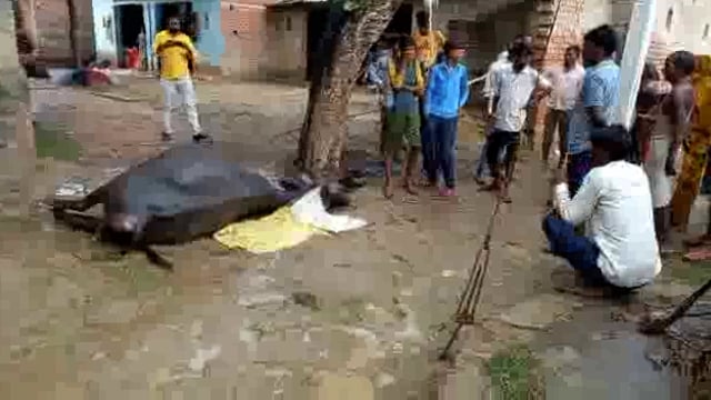 विद्युत विभाग के कर्मचारियों की बड़ी लापरवाही के चलते एक मवेशी की करंट लगने से हुई मौत