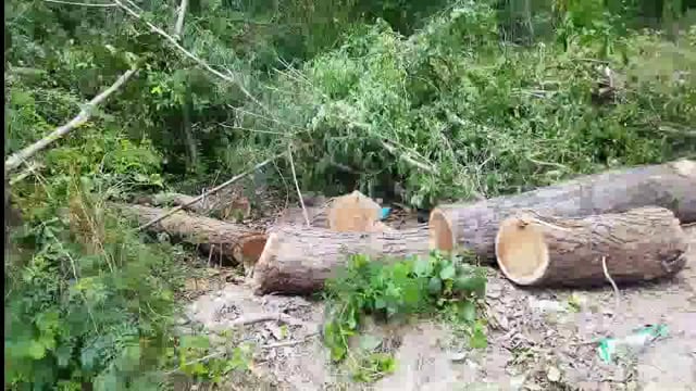 प्रतिबंधित हरे मोटे शीशम के पेड़ों पर चटक रही कुल्हाड़ी,वन विभाग डिप्टी रेंजर कि कार्यवाही हवा हवाई

