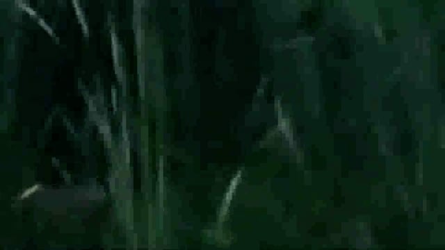 तेंदुआ दिखाई पड़ने से क्षेत्र में मचा हड़कंप 




