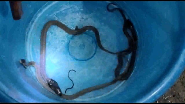 जहानाबाद के मलहचक मुहल्ले के आवासीय इलाके से दर्जनों विषैले सांप निकलने से लोगों में दहशत।