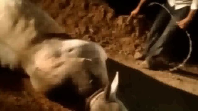 बाबूपुर हाल्ट से 100 मीटर दूरी पर मालगाड़ी ट्रैन की टक्कर से एक गौवंश की मौत 